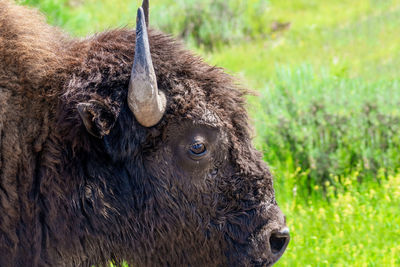 Closeup photo of american buffalo at theodore roosevelt national park in summer