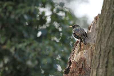 Close-up of bird perching on tree trunk