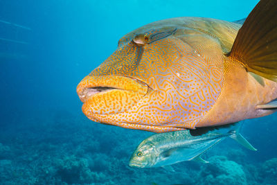 Cheilinus undulatus, maori wrasse humphead fish in australia