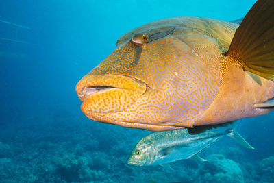 Close-up of fish swimming in sea