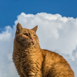 Cat looking away against sky