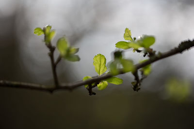 Close-up of plant