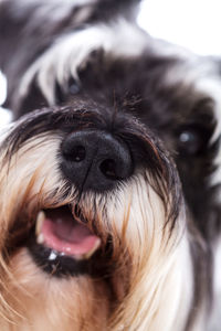 Close-up of dog