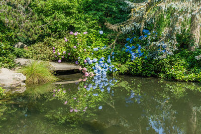 Scenic view of lake and plants