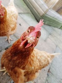 Close-up of rooster