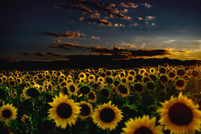 Scenic view of sunflower field against sky during sunset