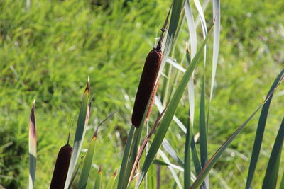 Close-up of lizard on grass