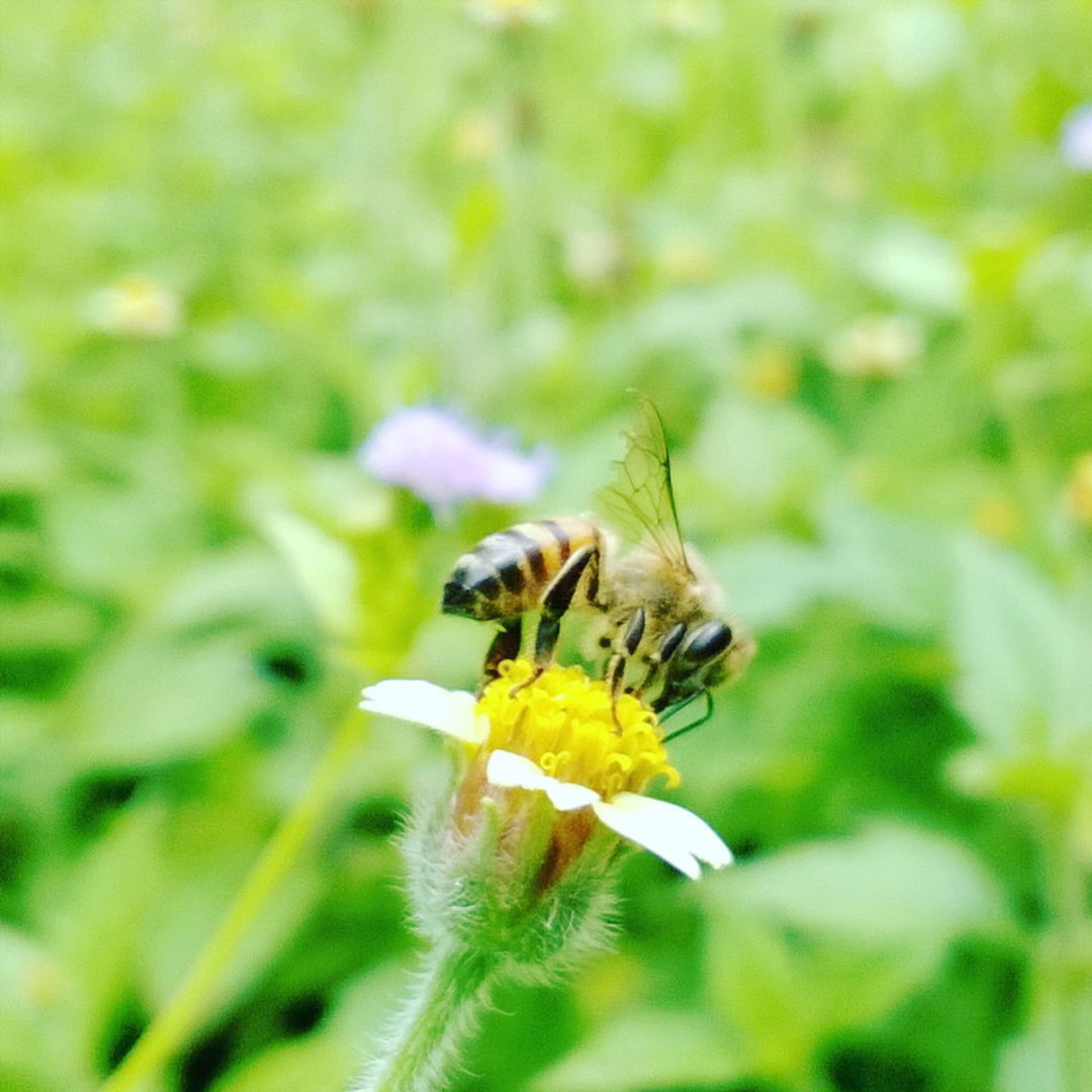 flower, insect, one animal, animal themes, animals in the wild, wildlife, fragility, freshness, flower head, pollination, petal, focus on foreground, growth, close-up, beauty in nature, bee, plant, nature, blooming, symbiotic relationship