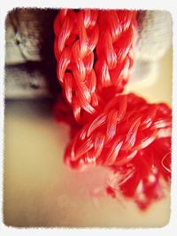 Close-up of red flower