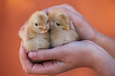 Close-up of a hand holding a bird