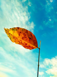 Low angle view of orange leaf against sky