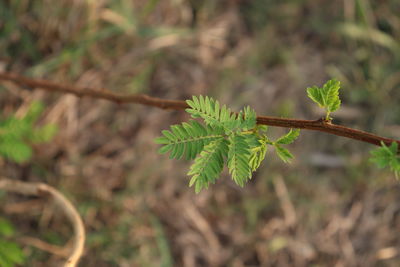 Close-up of plant growing on field