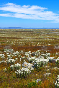 tundra