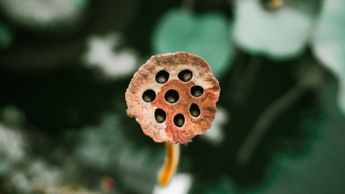 Close-up of lotus plant pod