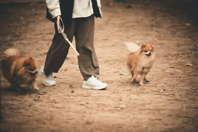 Low section of man with dogs