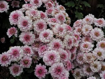 High angle view of pink flowering plants