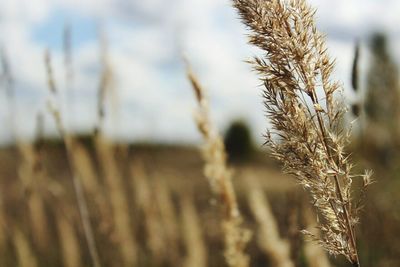 Close-up of wheat growing on field against sky