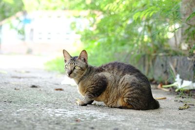 Portrait of tabby sitting outdoors