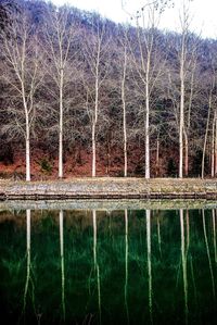 Scenic view of lake in forest