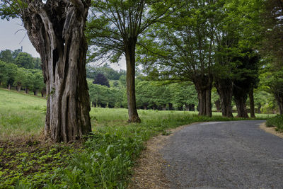 Road amidst trees on field
