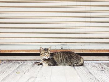 Cat sitting against shutter