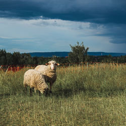 Two sheep in the field with storm clouds approaching