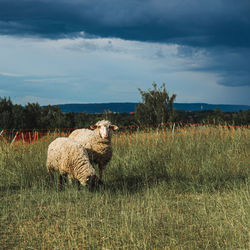 View of sheep on field