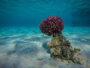 Coral in sea