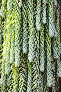 Full frame shot of succulent plant