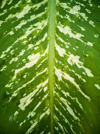 Full frame shot of wet leaves