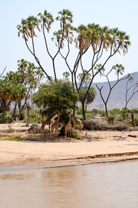 View of dead plants on land against sky