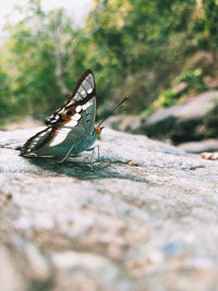 Close-up of butterfly