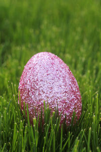 Close-up of pink flowering plant on field