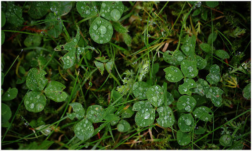 Full frame shot of wet plants