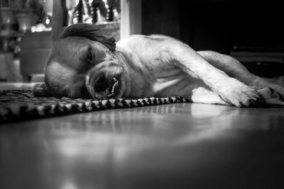 Close-up of dog lying on floor