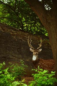 Portrait of deer in forest