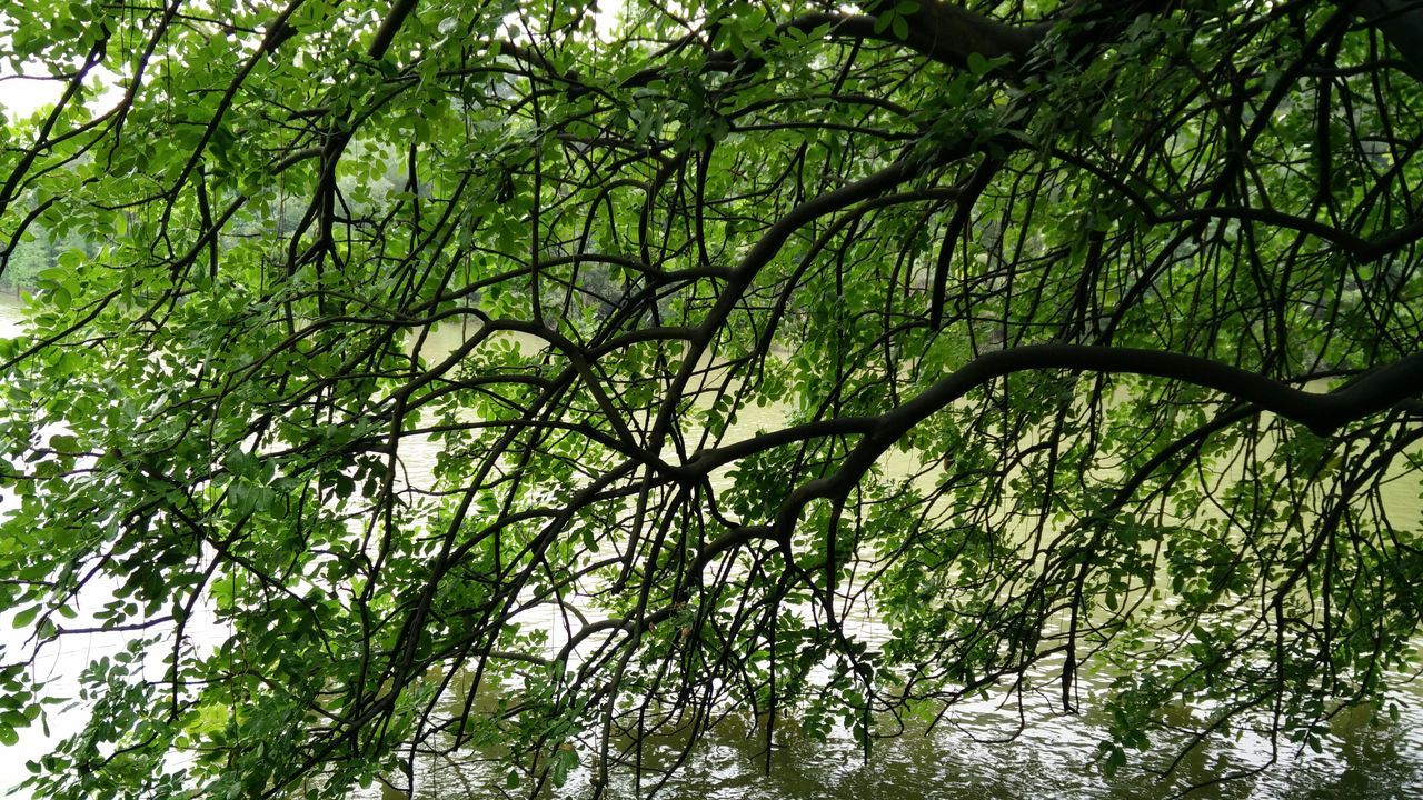 tree, branch, growth, low angle view, green color, tranquility, nature, forest, beauty in nature, tree trunk, lush foliage, leaf, day, green, tranquil scene, outdoors, scenics, no people, full frame, backgrounds