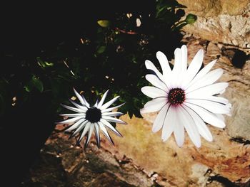 High angle view of flowers blooming outdoors