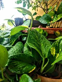 Close-up of wet leaves