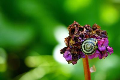 Close-up of snail on wilted purple flower