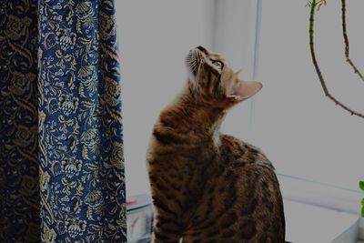 Cat against curtain