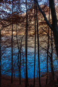 Trees by lake in forest against sky