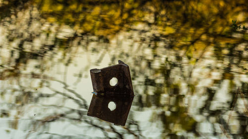 Close-up of a tree trunk in the water