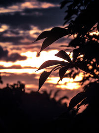 Close-up of silhouette leaves against sky during sunset