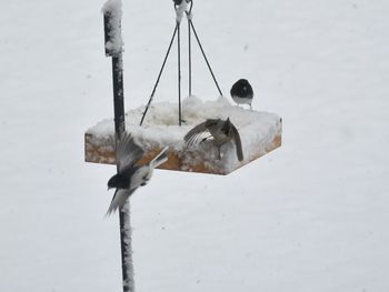 Close-up of ice on snow