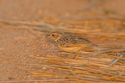 Close-up of a bird