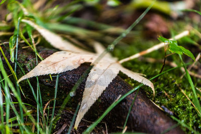 Close-up of grass