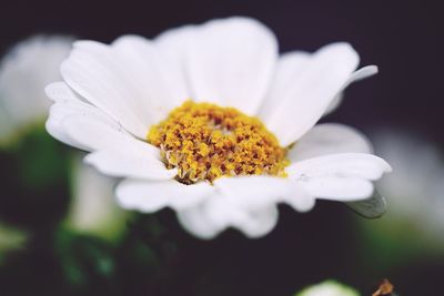 Close-up of yellow flower blooming outdoors