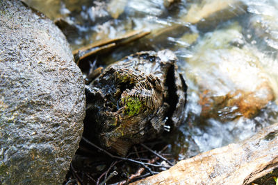 Close-up of lizard on rock