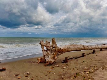Abandoned driftwood on beach against sky